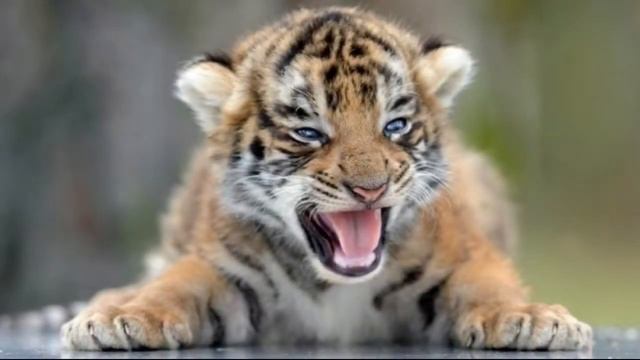 Фотографии тигров смотреть онлайн