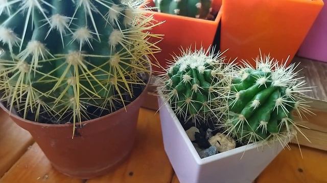 Эхинокактус Грузони. Уход за кактусом. Echinocactus Grusonii смотреть онлайн
