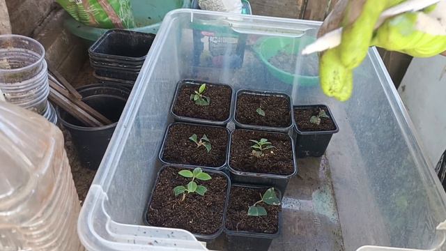 Пересадила черенки гортензии из череночника. Крохи БоБо🤗 смотреть онлайн