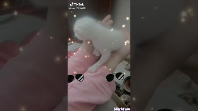 Кошечки собачки смотреть онлайн