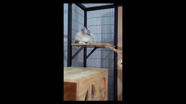 Кото-вилла смотреть онлайн