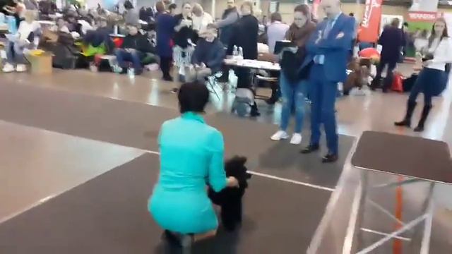 INAPAT'S BLISS FEERIA Моно пуделей 04.02.2018г Санкт-Петербург смотреть онлайн