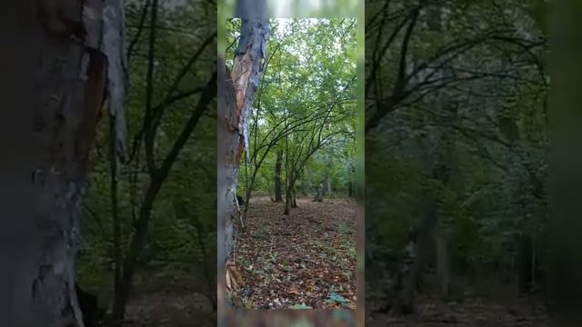 Крым... Судак... ~ горный лес в своей красе... ~ супер... ~ как-то так.... смотреть онлайн