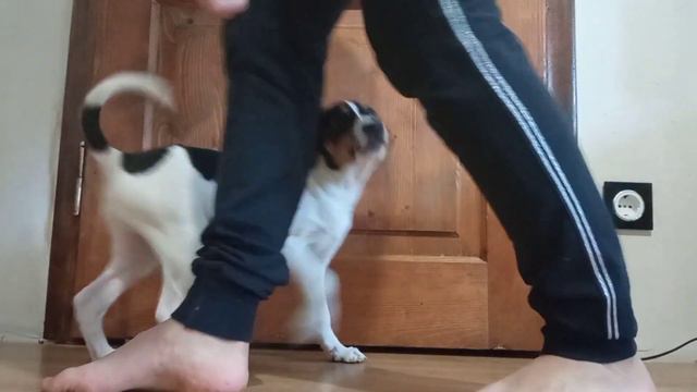 #Tricks from Vegas 3 months/трюки #щенок парсон рассела 3 месяца#дрессировка смотреть онлайн