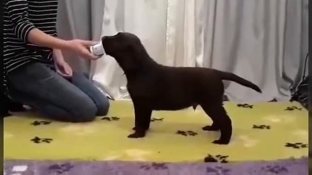 Щенки лабрадор ретривер шоколадного окраса! / Puppies chocolate labrador retriever for sale! смотреть онлайн