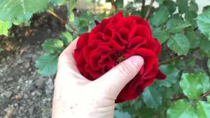 Роза Изабель Ренессанс  ( Rose Isabelle Renaissance ) вся правда о розе 15. 06. 2021 г. Киев