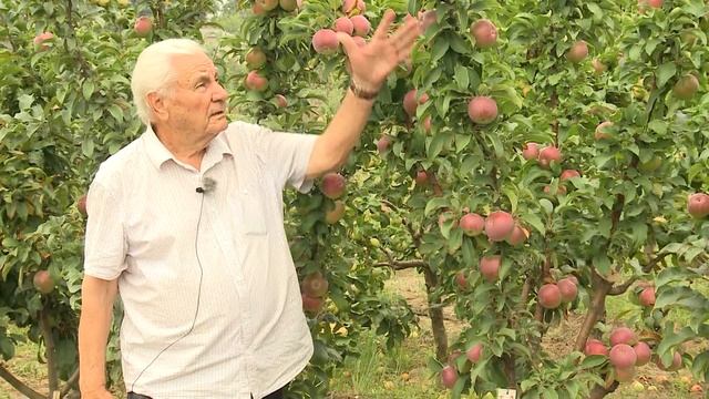 Колоновидные яблони. НПО «Сады России». смотреть онлайн