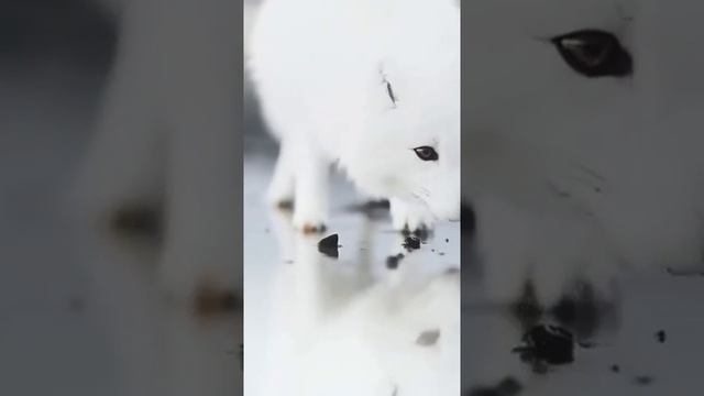 ?Летом белые песцы темнеют, так как такая окраска позволяет им лучше маскироваться. смотреть онлайн