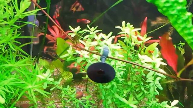 Эхинодорус Магрибинец смотреть онлайн