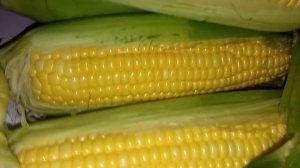 КУКУРУЗА САХАРНАЯ ГОЛЛАНДСКИЙ СОРТ БОНДЮЭЛЬ КАК ОТЛИЧИТЬ ОТ КОРМОВОЙ ОБЫЧНОЙ для Животных