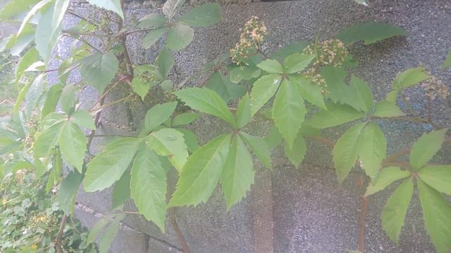 Parthenocissus inserta 200710 смотреть онлайн