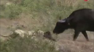 ЛЕВ В ДЕЛЕ! Лев против буйвола. БУЙВОЛ В ДЕЛЕ!