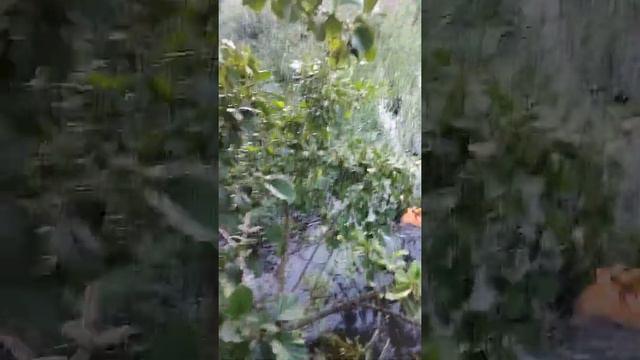 Дратхаар Баді подача качки на полюванні. смотреть онлайн