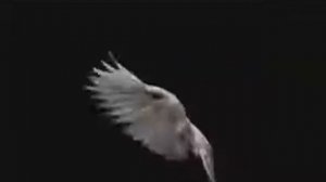 Футаж летящий голубь