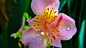 Дикая орхидея