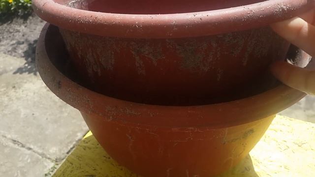 Магония падуболистная. посадка цветов в саду. смотреть онлайн