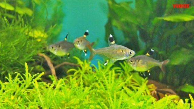 Аквариумная рыбка Пристелла Ридлея Содержание Разведение и Совместимость Пристелл