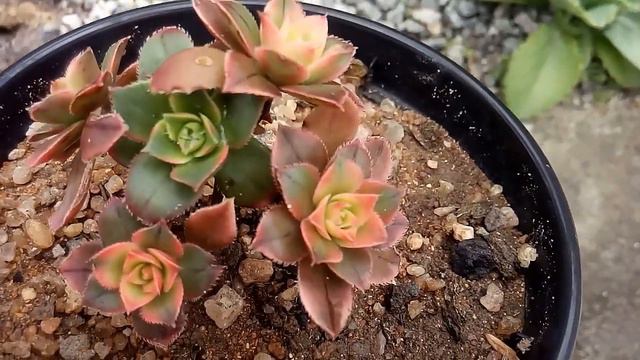 AEONIUM KIWI TRICOLOR