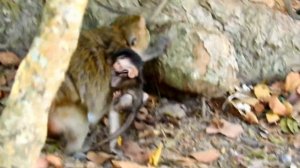 Sleep well baby monkey newborn during get milk from mum