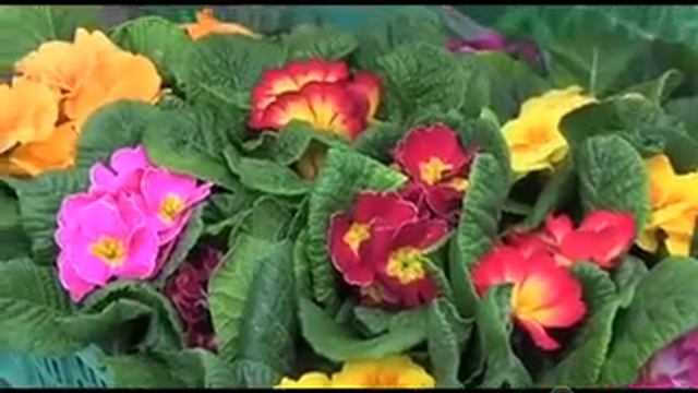 Una primula per la vita, un fiore per aiutare le mamme in difficoltà - Sociale 1/2/14 смотреть онлайн