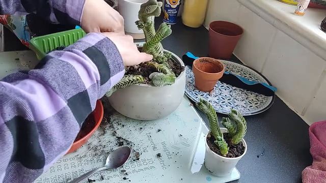 Repot With Me - CRASSULA BUDDHA TEMPLE (with A Plot Twist Every Plant Hobbyist Knows)