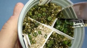 Литопсы: от посадки до первой линьки / Lithops: from seedlings to first leaves changing