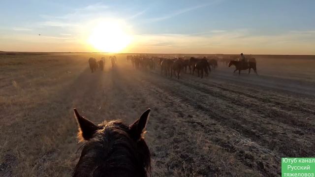 На жеребце косули как мыши из лесу.всех посчитал. табун поднял пыль смотреть онлайн