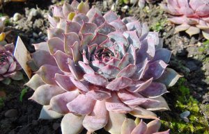 Каменная роза (Молодило) РЕЛАКС ТЕРАПИЯ ИМПРОВИЗАЦИЯ композитор Виктор Анохин #музыка #piano #цветы