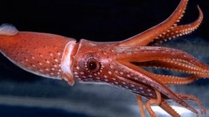 ЧУДЕСА ПОДВОДНОГО МИРА. КАЛЬМАРЫ