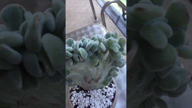 Echeveria Pulvinata Frosty Cristata #suculenta смотреть онлайн