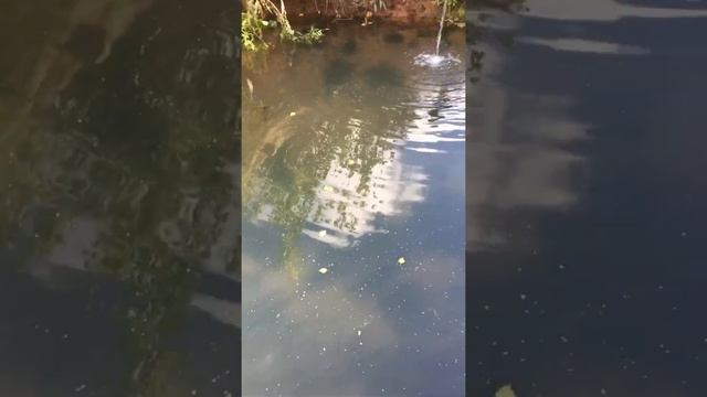 Как правильно кормить рыбу . Как поставить кормушки.Пруд на даче. смотреть онлайн