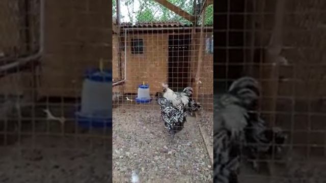 павловские серебристые куры смотреть онлайн