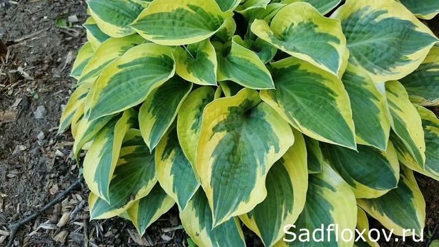 Видео обзор хосты Бедазл (Bedazzled) в моем саду смотреть онлайн