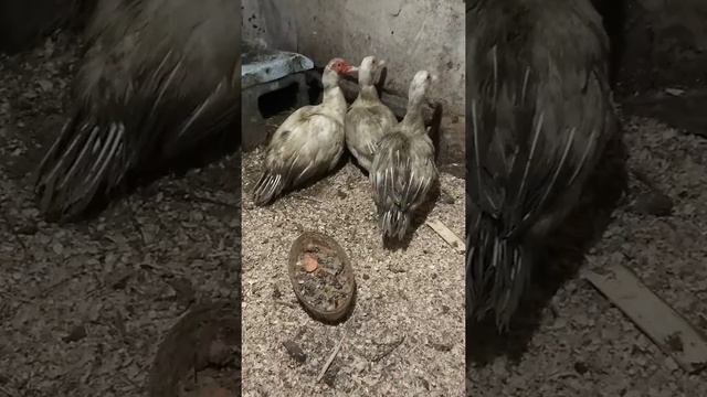 Конец эпопеи смотреть онлайн