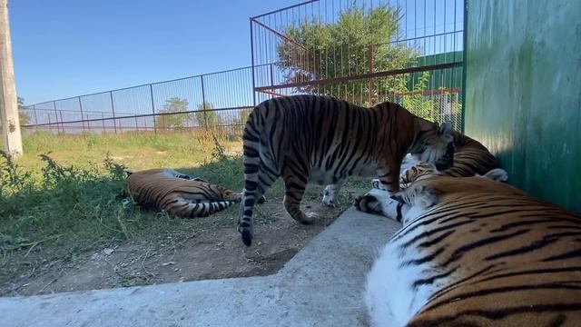 Какая шикарная группа СУМАТРАНСКИХ ТИГРОВ ! смотреть онлайн