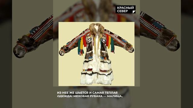 Какую пользу приносит северный олень? #Shorts смотреть онлайн