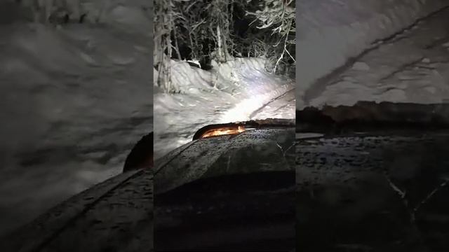 темный лес в сочи