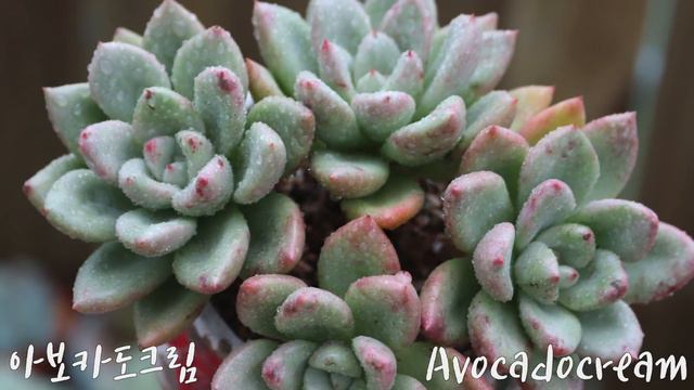 (ENG)너무 이뻐!! 잠깐 자기 자신을 힐링하세요~ 좋은 음악!! 다육이 이름 공부!! Succulents In Autumn With Name(多肉植物)(たにくしょくぶつ)