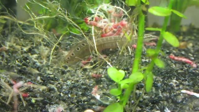 съел мотыля смотреть онлайн