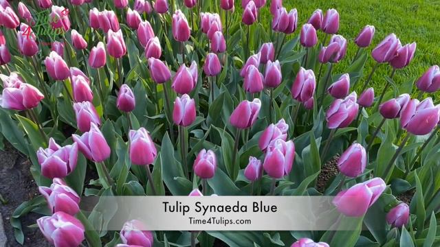 Tulip Synaeda Blue | Time4Tulips.com