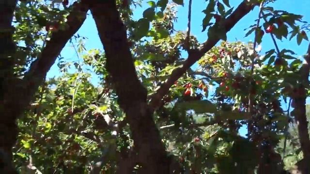 "Райский" сад кизила "ГРУШЕВИДНЫЙ" - скоро 100 лет ему. смотреть онлайн