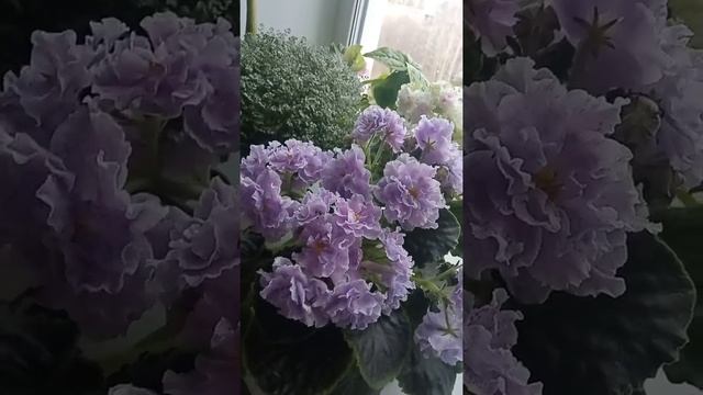 НД ШАЛФЕЙ И АВ ЭКСТАЗ❤❤❤ смотреть онлайн