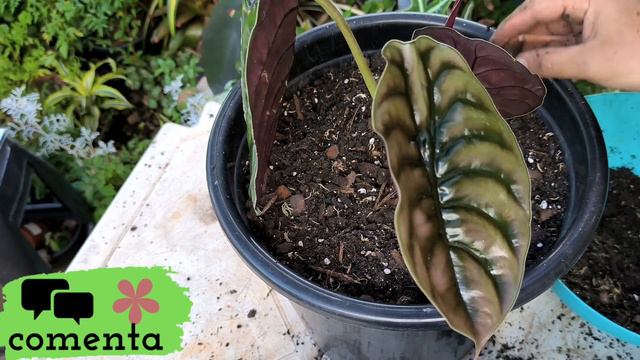 alocasia cuprea / pulmão de aço replantei minha tão querida e sonhada alocasia смотреть онлайн