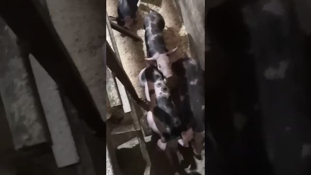 поросята пьетрен на продажу с 25.03 смотреть онлайн