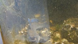 Содержание илистых прыгунов Ч 2.