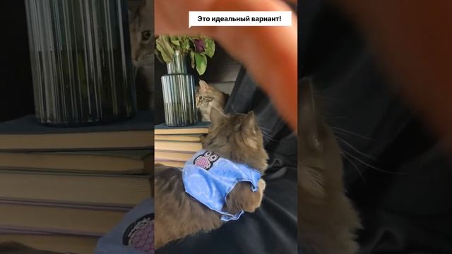 ИДЕАЛЬНАЯ ОДЕЖДА ДЛЯ ВАШЕГО КОТИКА! #cats #top смотреть онлайн