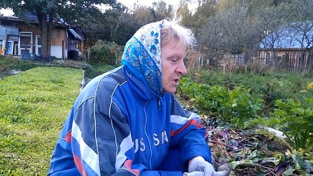 Свекла на тёплой грядке РОЗУМА! 2019 год. Урожай! смотреть онлайн