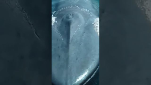 Ocean Serenade: Whales Singing for Deep Sleep 🐋🎶 смотреть онлайн