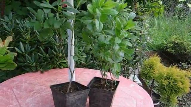 Продажа рододендронов в 2012г смотреть онлайн