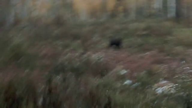 Медвежонок у Тармы_Братск смотреть онлайн